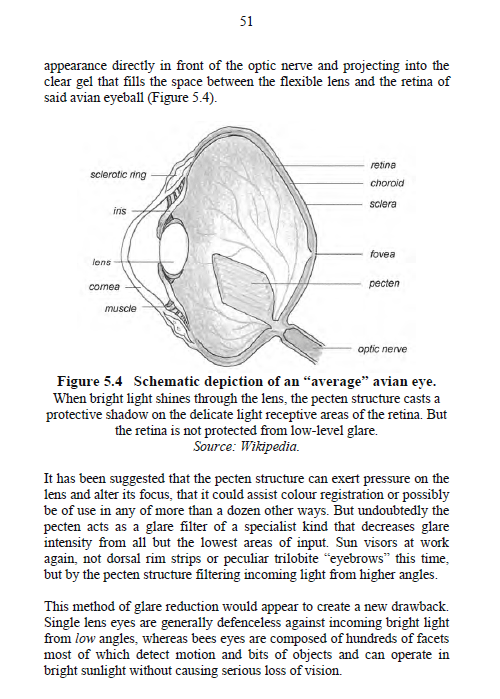 Pecten Structure